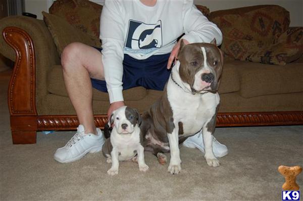 Puppies in ID